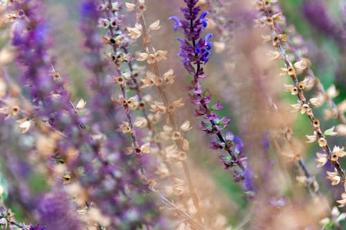 Бесплатное стоковое фото с ботанический, лавандовый цвет, лето