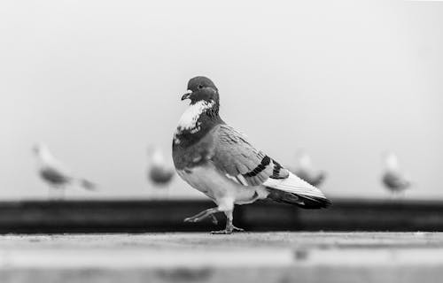 A black and white photo of a pigeon standing on a ledge