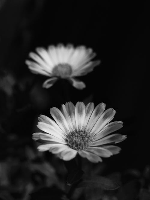 Foto d'estoc gratuïta de art, blanc i negre, bonic