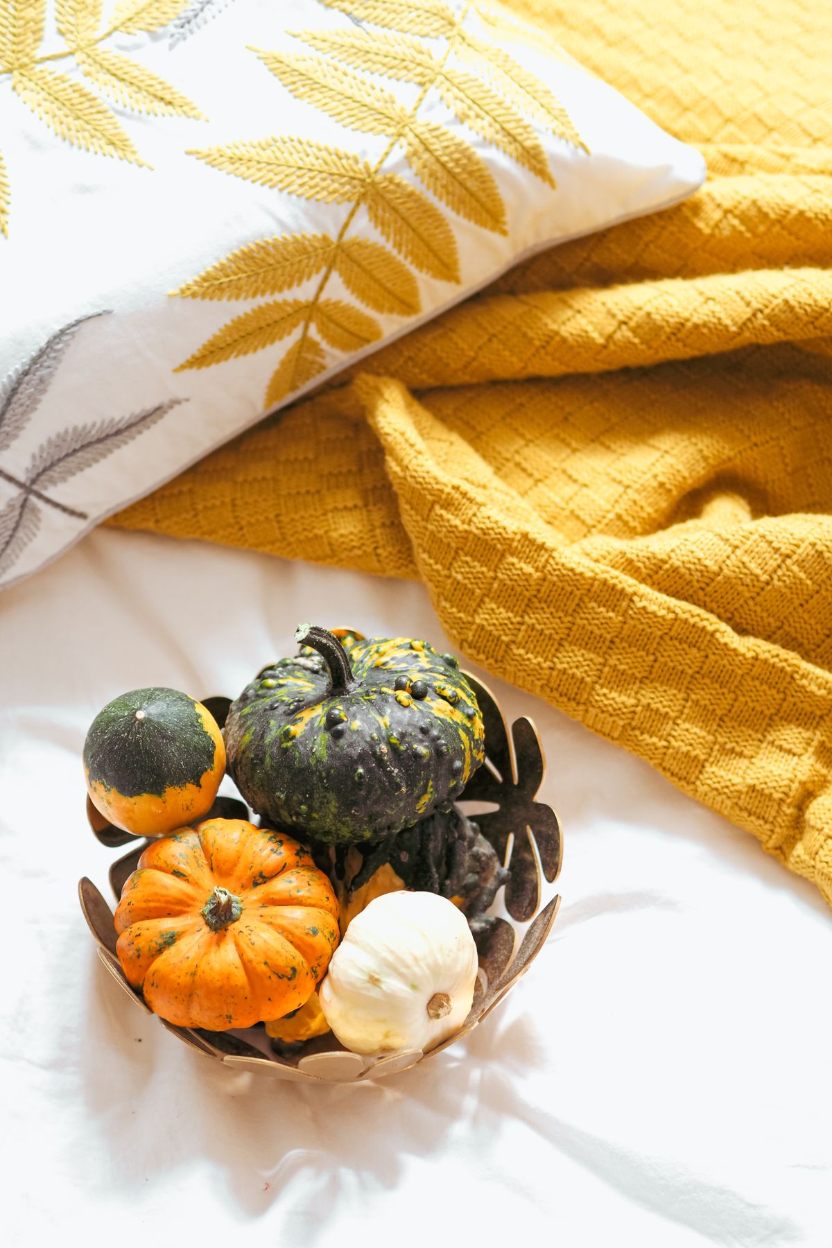 A bowl of colorful pumpkins on a textured blanket with leaf pattern pillow, embracing autumn vibes. Stock Photo.