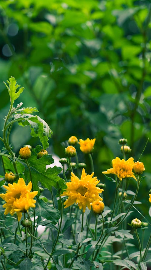 Základová fotografie zdarma na téma slunečnice, žlutá kytka