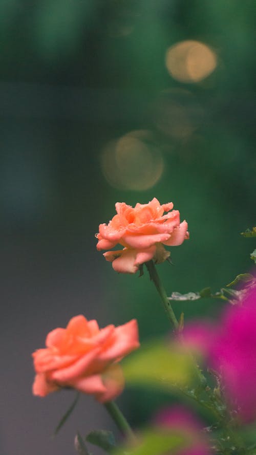 Základová fotografie zdarma na téma bílá růže, růže květina