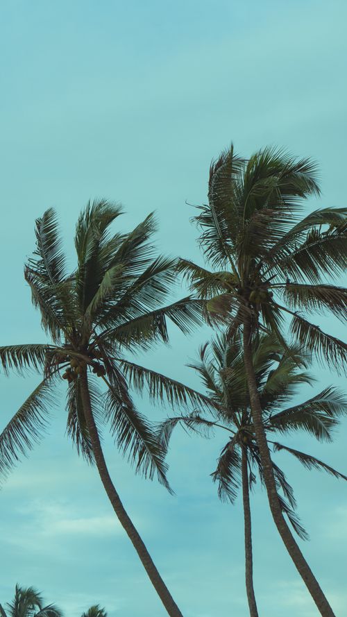 Free Vertical shot of swaying palm trees under a clear blue sky, evoking a tropical vibe. Stock Photo