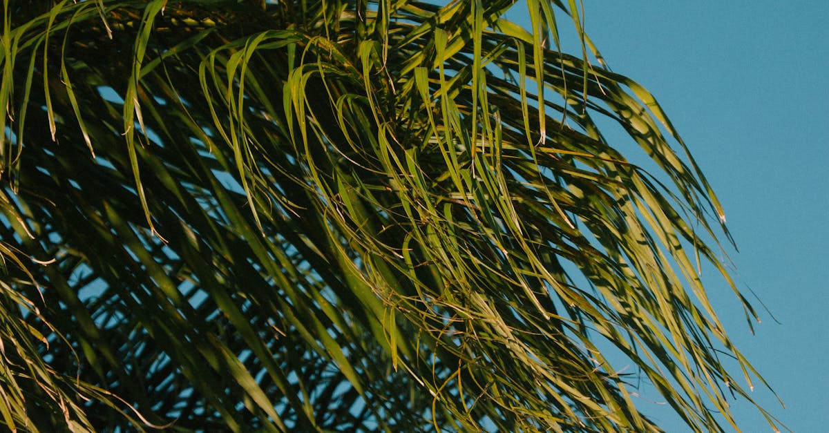 Free stock photo of blue, green, nature