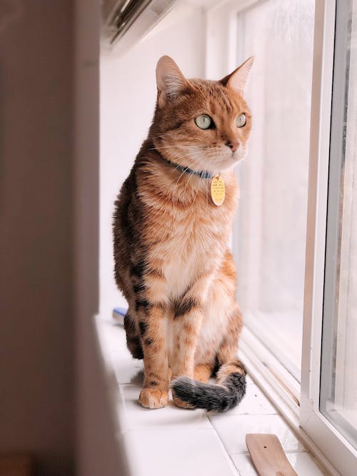 Fotografía De Enfoque Selectivo De Gato Sentado En La Ventana