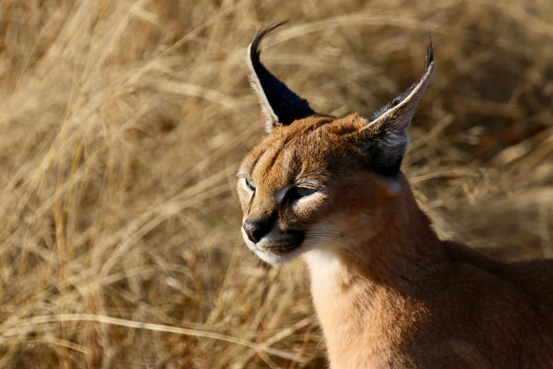 Caracal on Wheat Field