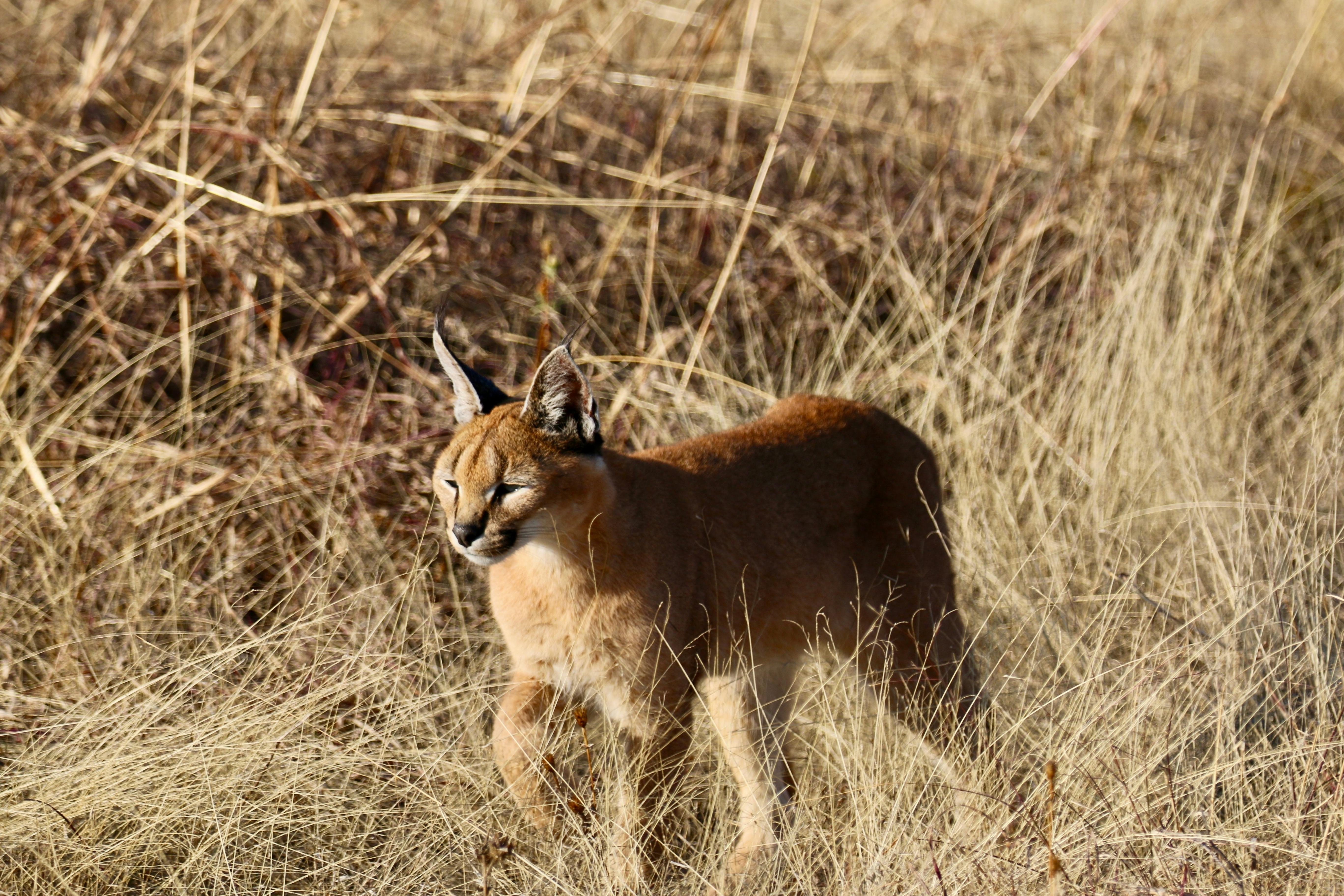 El Caracal: Un felino fascinante