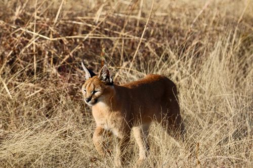 Free A caracal stands majestically in a sunlit grassland, showcasing its wild beauty. Stock Photo