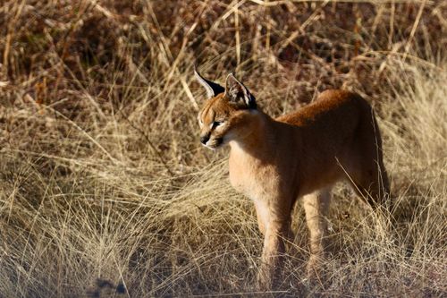 Free A caracal standing in tall grass in South Africa, showcasing its distinctive ears. Stock Photo