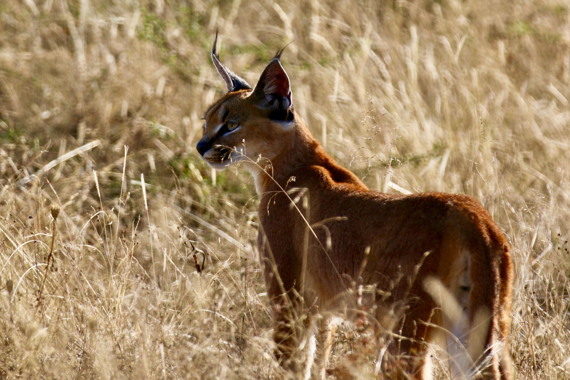 Caracal on a Field