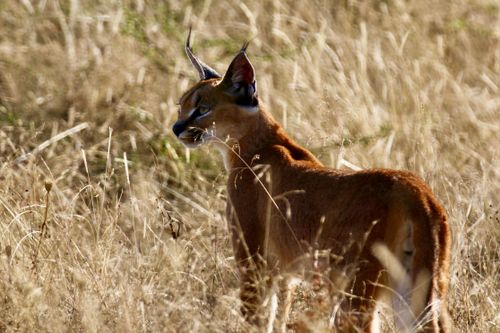 Free A caracal standing gracefully in a sunlit South African grassland, showcasing its majestic beauty. Stock Photo