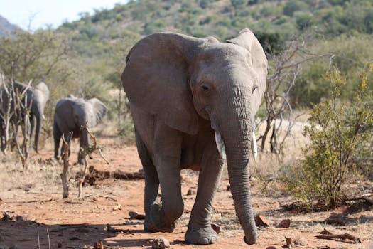 Kenya's 'Elephant Queen' symbol of conservation efforts