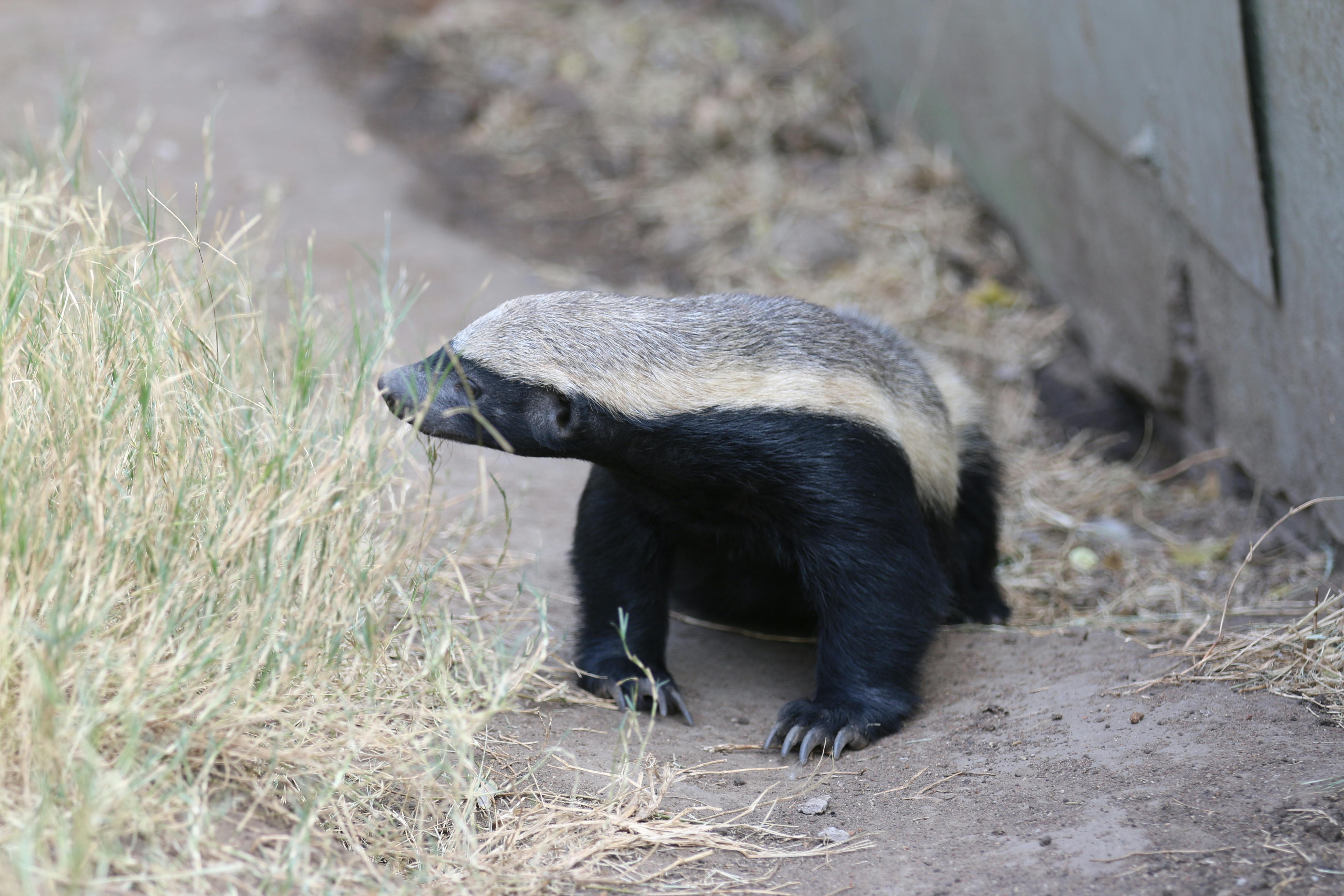 Free stock photo of Honey Badger, Stuffel