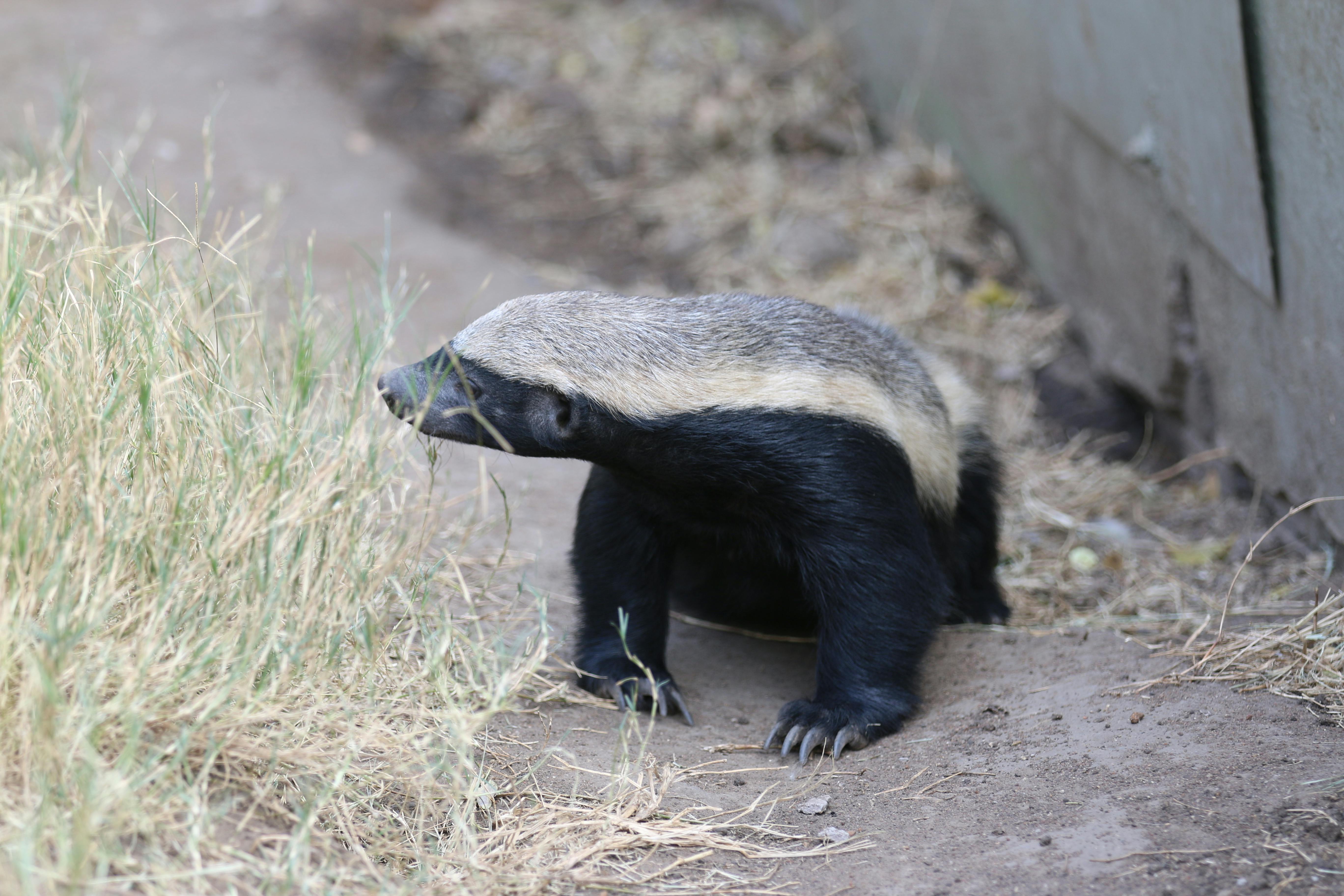 honey badger stuffed animals