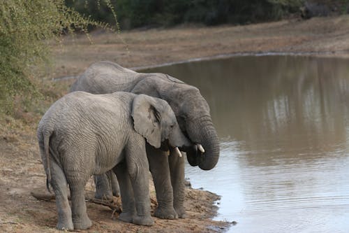 강 근처에 두 회색 코끼리