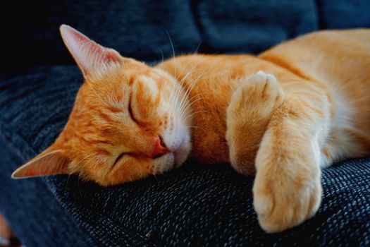 一只姜黄色的虎斑猫舒适地趴在室内的深蓝色沙发上，安静地睡着