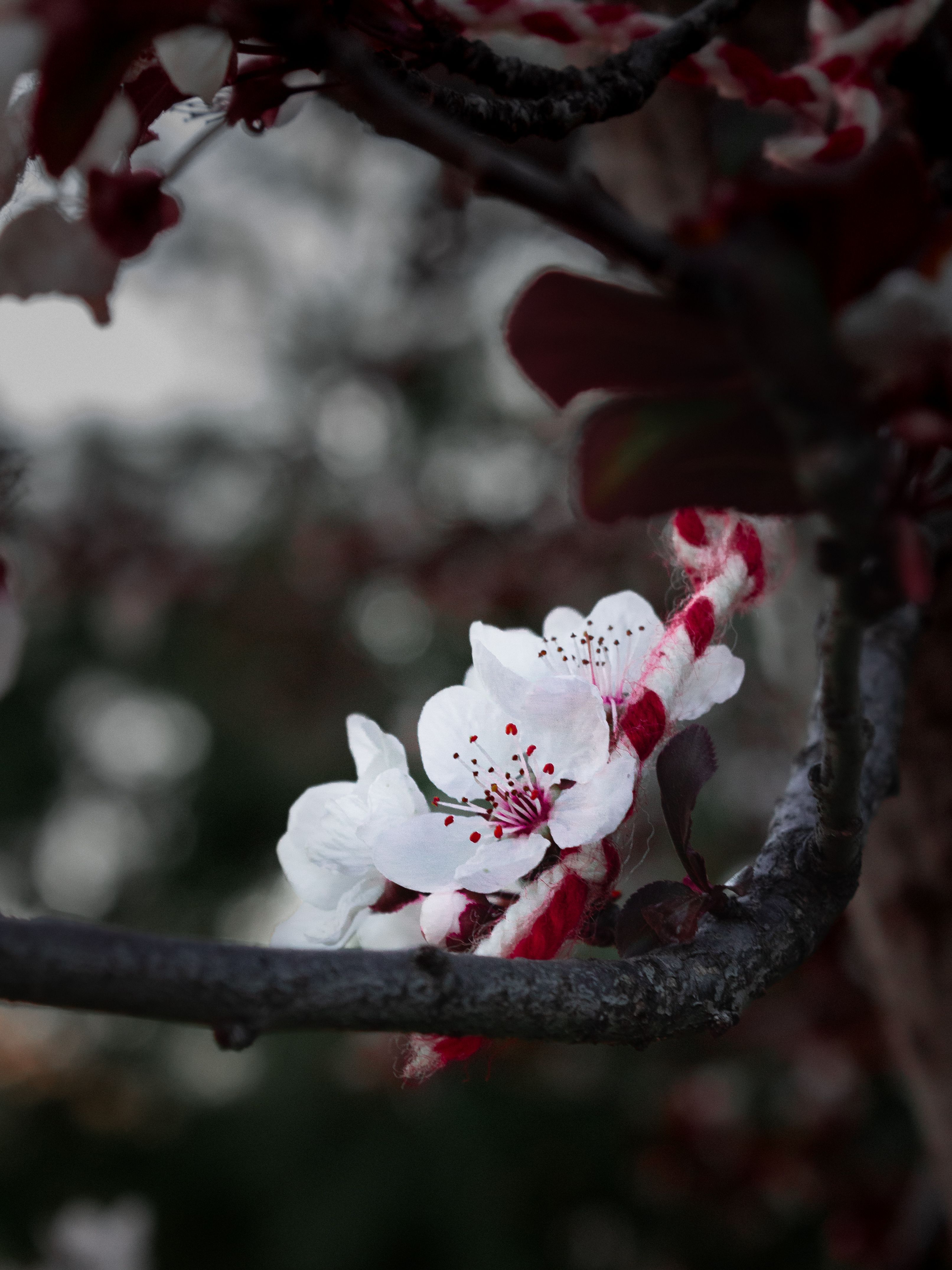 A close up of a cherry blossom tree · Free Stock Photo