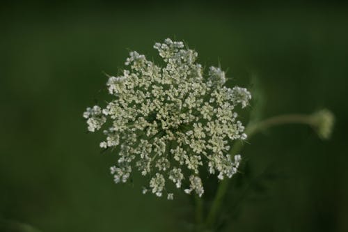 alan derinliği, Beyaz çiçek, bitki içeren Ücretsiz stok fotoğraf