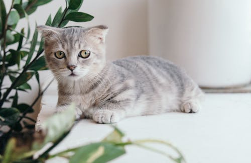 Ingyenes stockfotó aranyos állat, aranyos háttér, aranyos macska témában