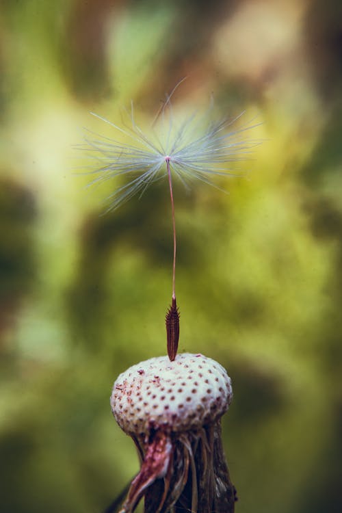 Селективный фокус фотографии цветка одуванчика