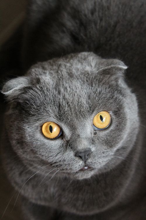 Free A close-up portrait of a Scottish Fold cat with striking yellow eyes, showcasing its unique flat ears and plush fur. Stock Photo