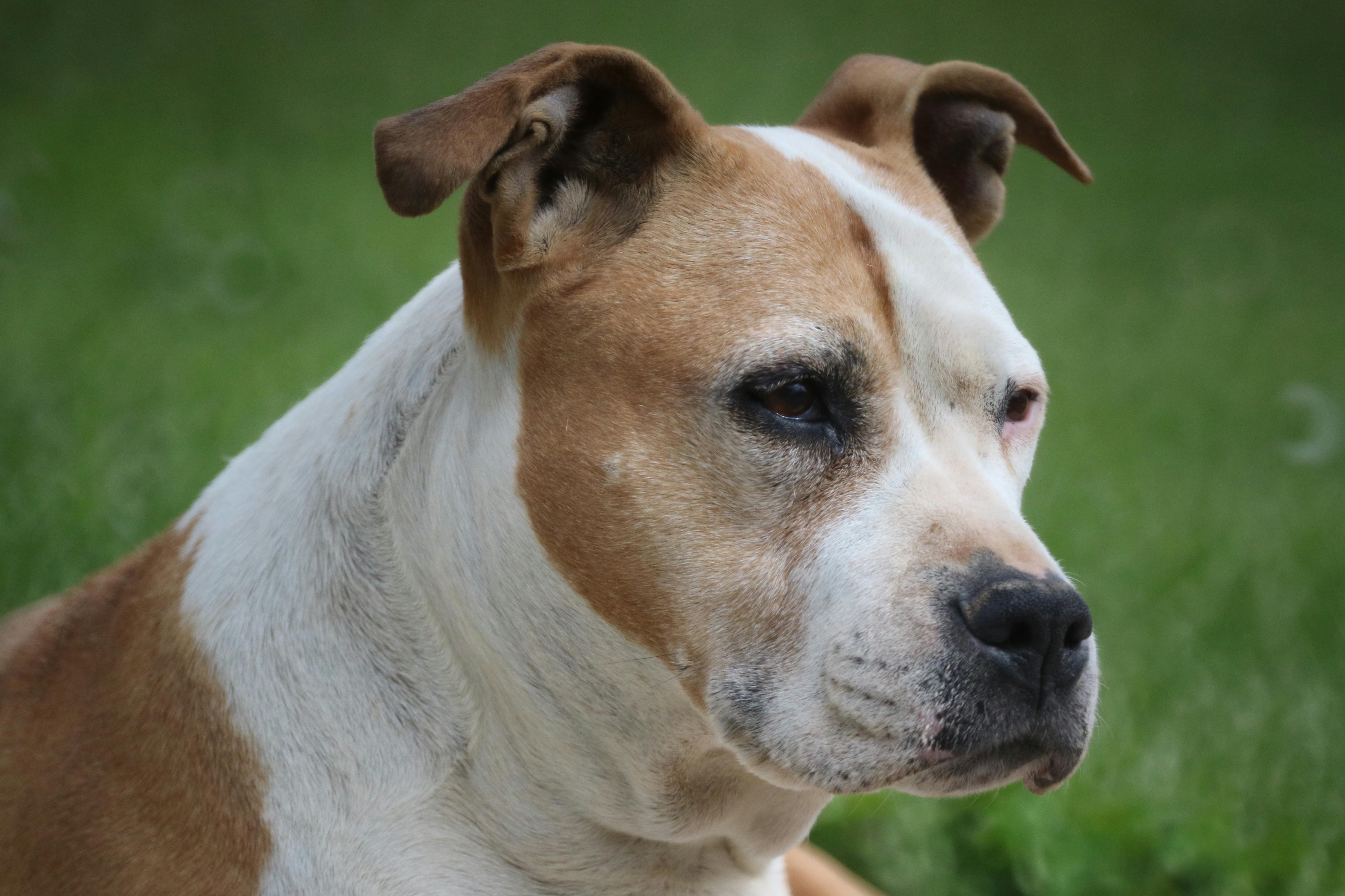 Head of Staffordshire Terrier