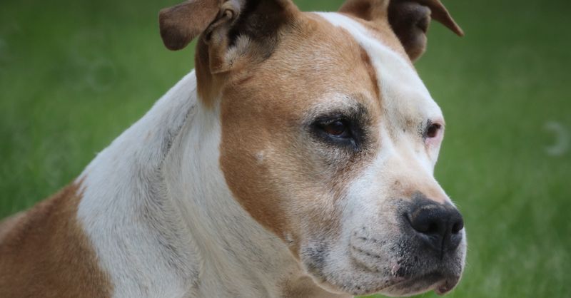 American Bully : Guide complet race 2026