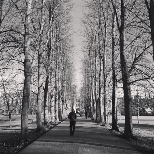Free Black and white photo of a person strolling through a tree-lined park path. Stock Photo