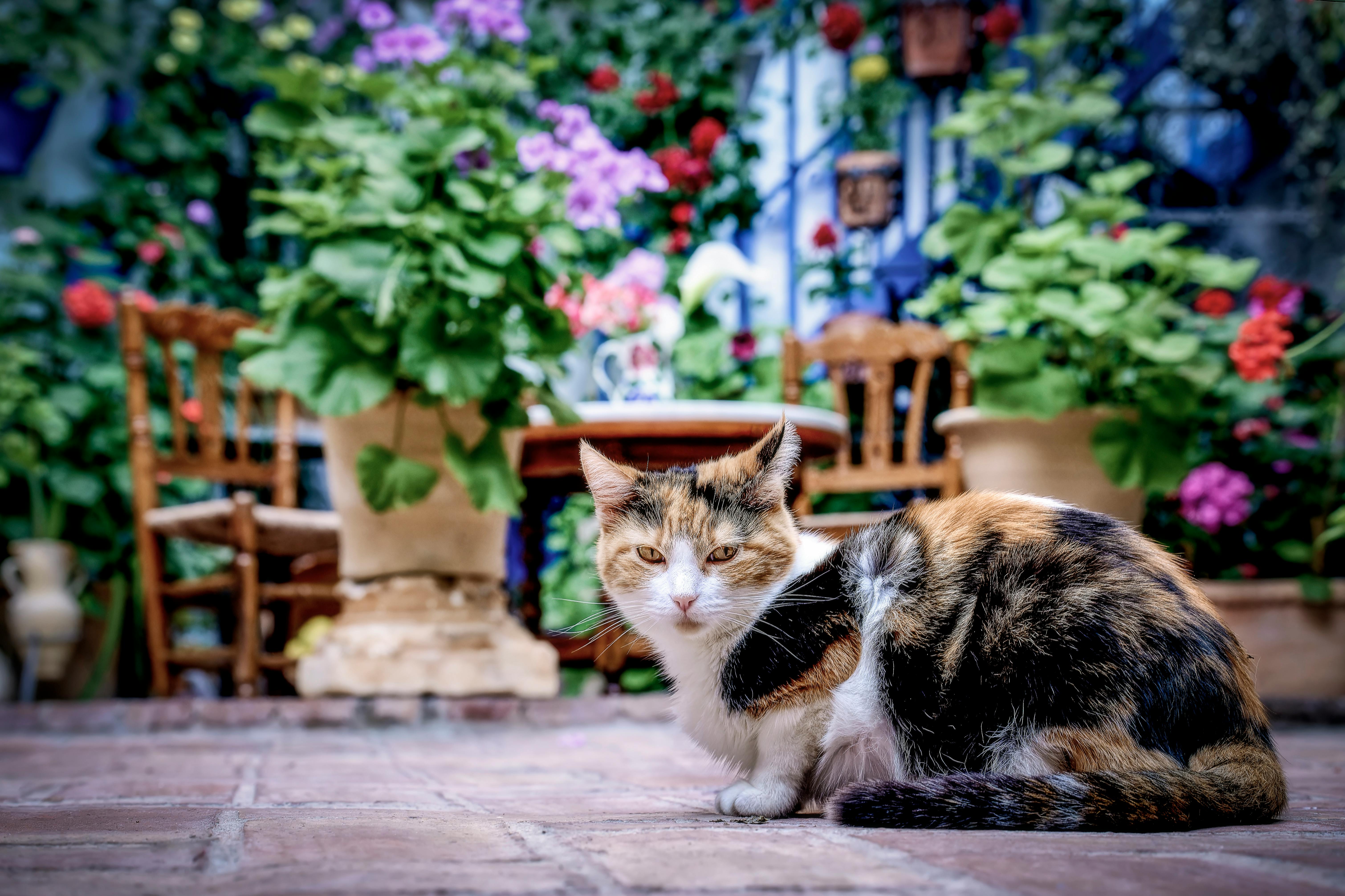 adorable cat laying against potted flowers background