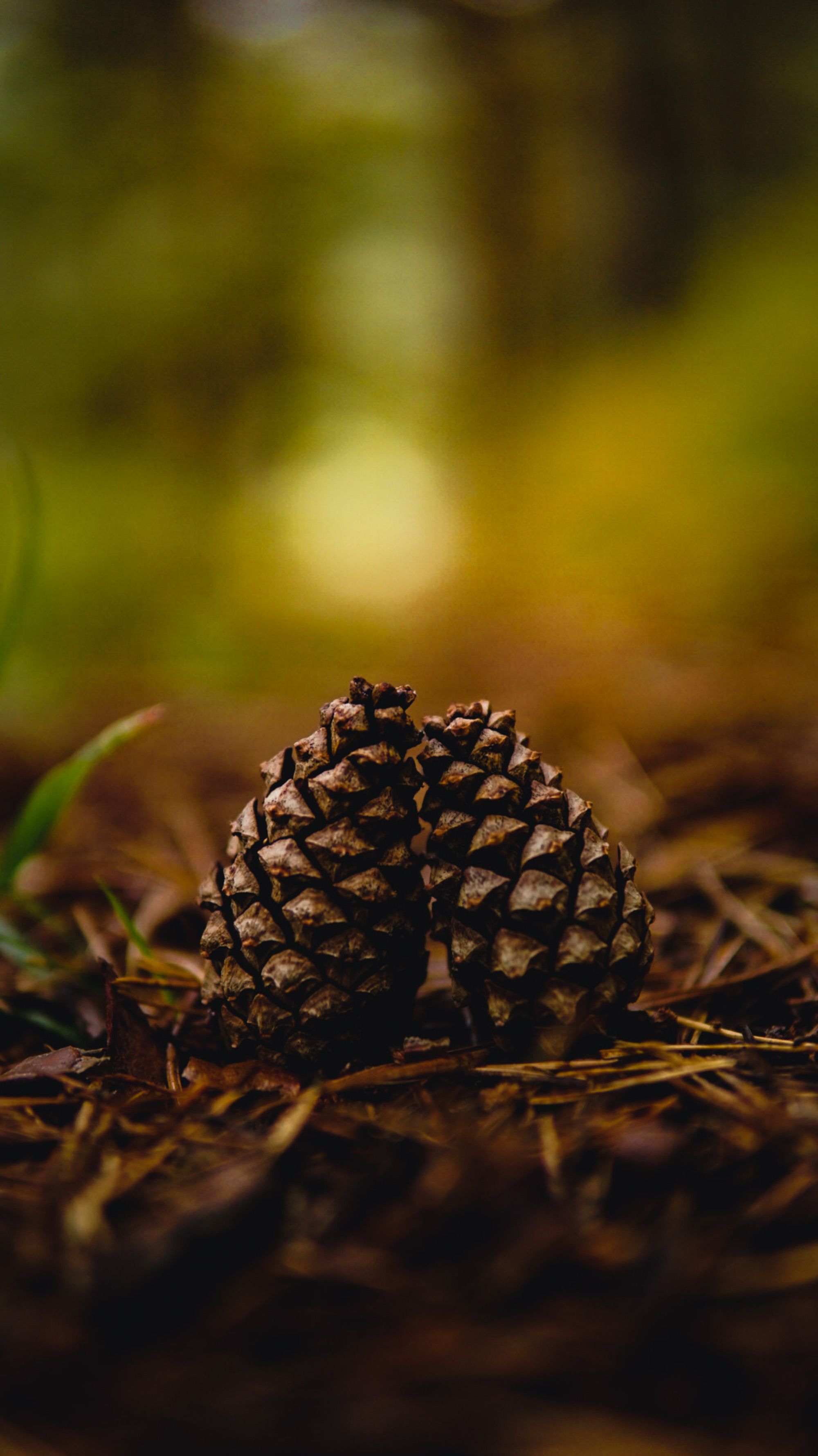 Detailed view of two pine cones resting on a forest floor with a blurred natural background.