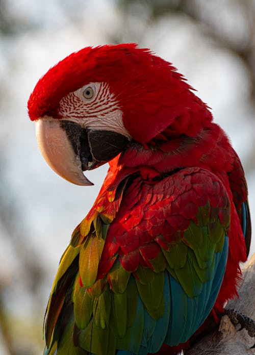 Scarlet Macaw close up