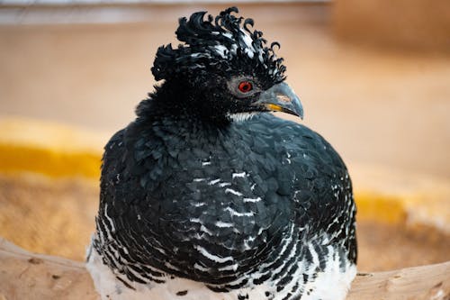 The Great Curassow