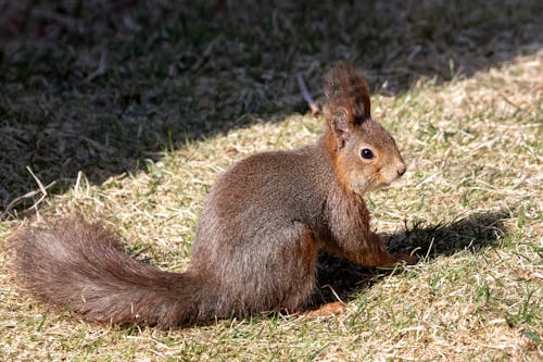 คลังภาพถ่ายฟรี ของ sciurus ขิง, กระรอก, กลางแจ้ง