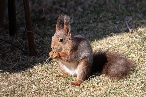 sciurus vulgaris, sevimli, sincap içeren Ücretsiz stok fotoğraf