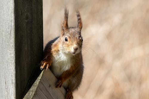 คลังภาพถ่ายฟรี ของ sciurus ขิง, กระรอก, กลางแจ้ง