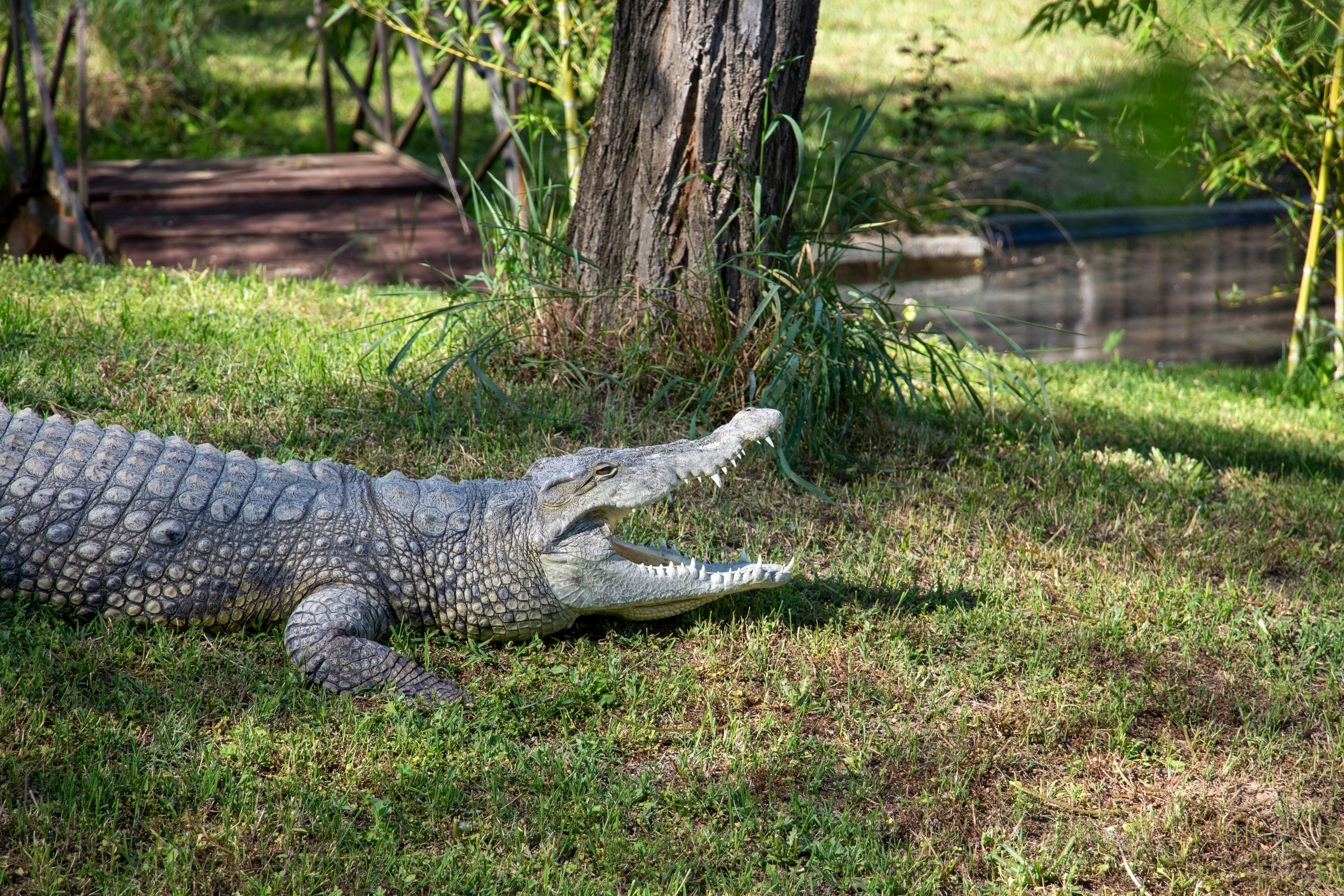 Crocodile with its Jaw Opened Against Greenery Background · Free Stock Photo, image size:1125x750