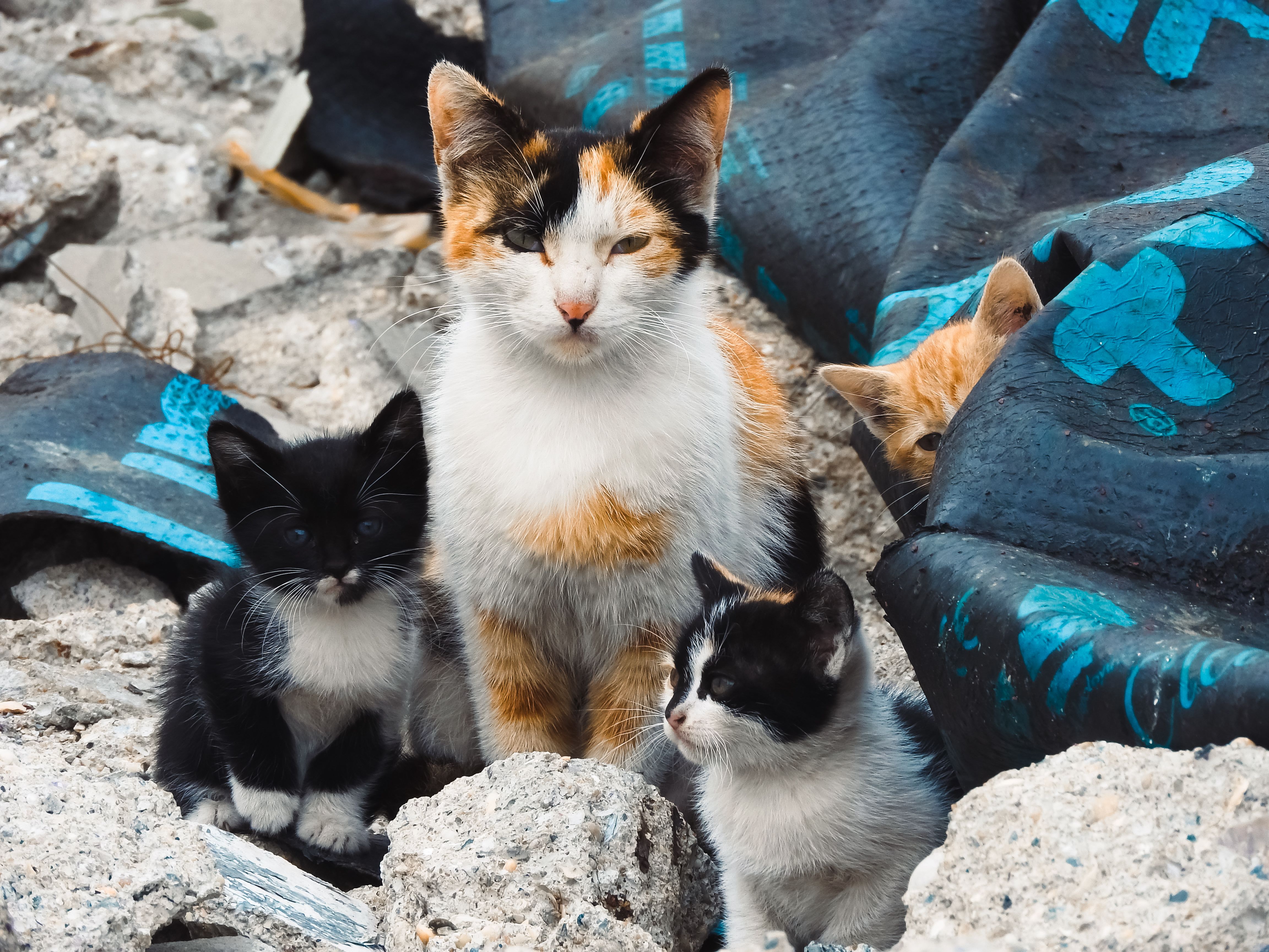 A calico cat and her kittens in a rubble-filled urban area, capturing a moment in their natural environment.