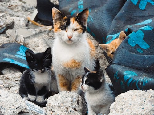 Morning Walkers Meet Kittens Guarding Parked Cars