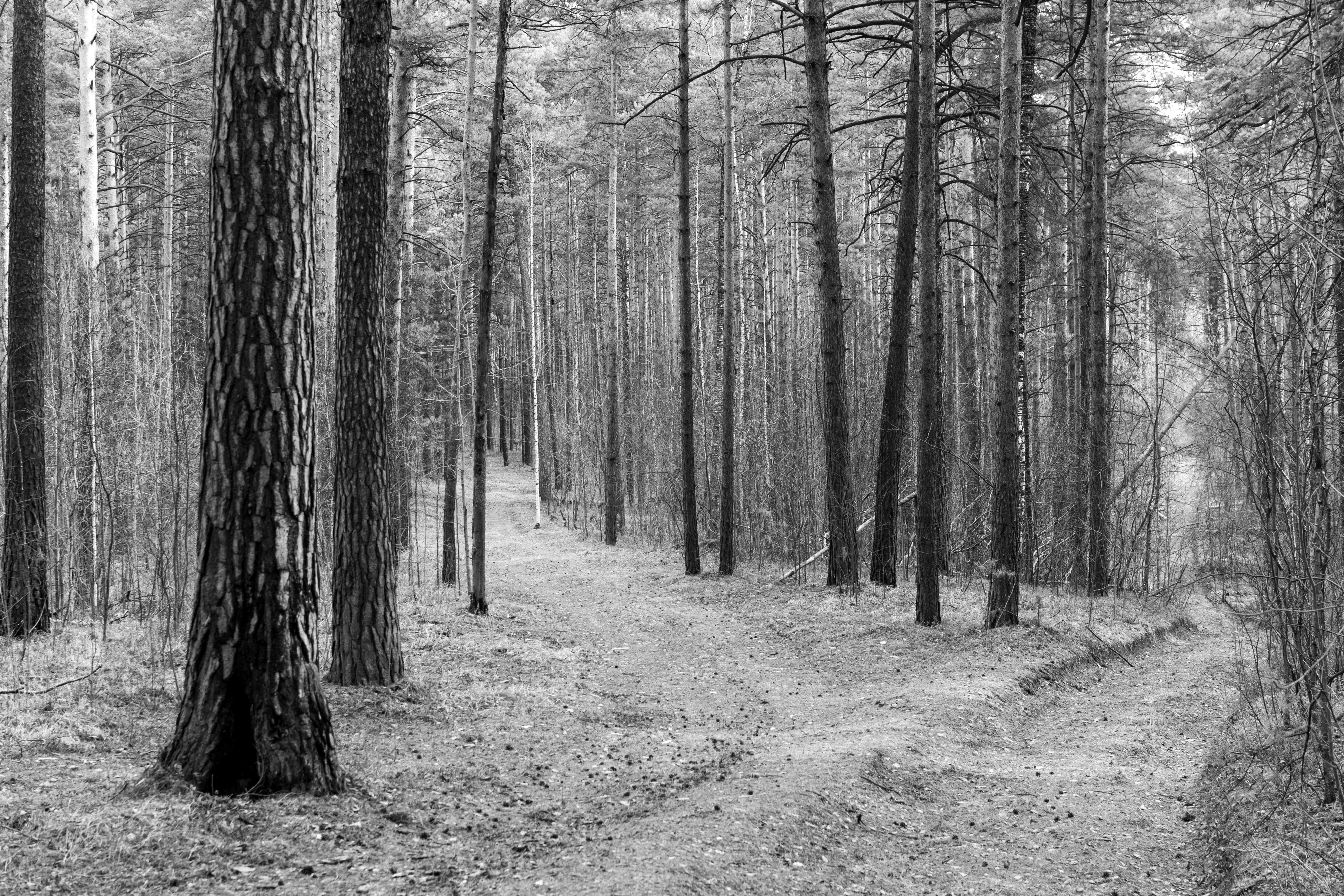 Black and white forest path disappearing into the trees — the whole-plant iboga experience and isolated ibogaine diverge most clearly in character and texture, not duration