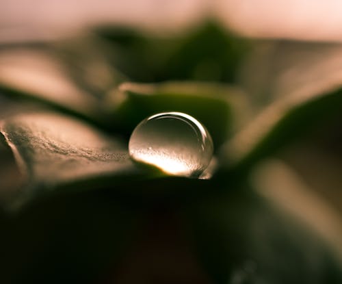 Základová fotografie zdarma na téma déšť, dešťová kapka, flóra