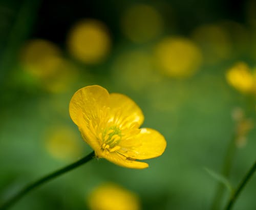 Základová fotografie zdarma na téma flóra, kytka, léto