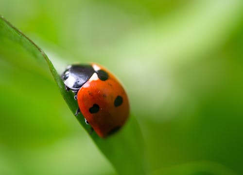 Foto d'estoc gratuïta de beetle, coccinellidae, cor