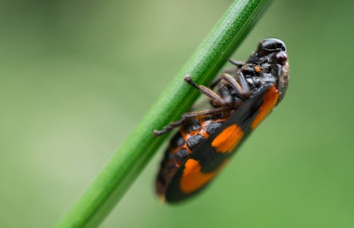 Ingyenes stockfotó beetle, fű, makró témában