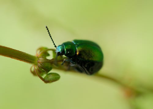 Foto d'estoc gratuïta de beetle, bitxo, escarabat de flors