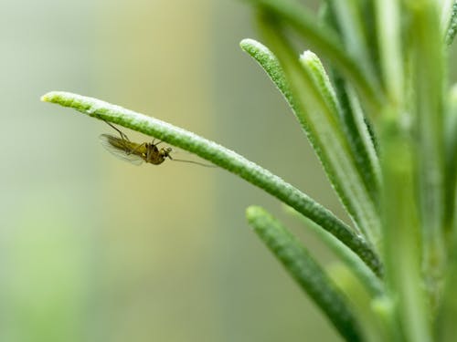 Foto d'estoc gratuïta de insecte, macro, molla