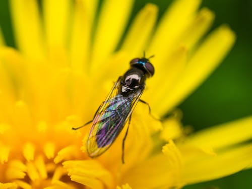 Foto d'estoc gratuïta de dent de lleó, flor, insecte