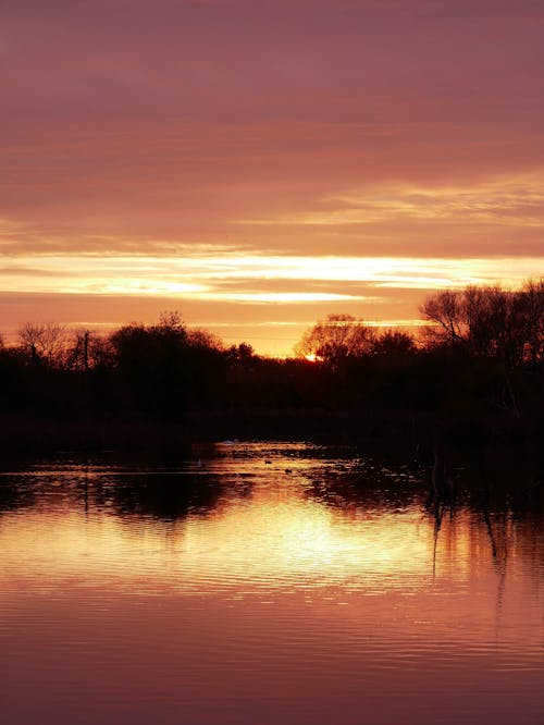 Základová fotografie zdarma na téma jezero, kachny, labuť