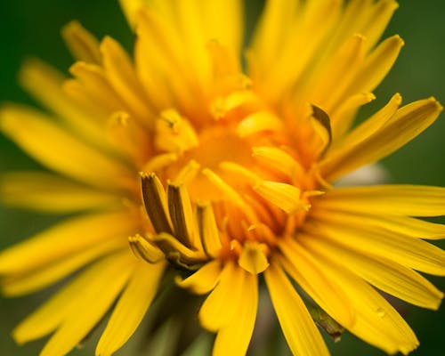 คลังภาพถ่ายฟรี ของ taraxacum, ดอกแดนดิไลออน, ดอกไม้