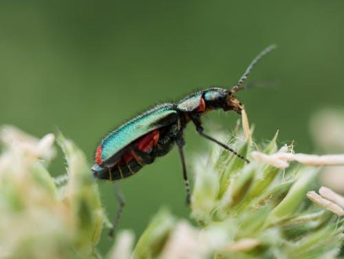 Foto d'estoc gratuïta de beetle, bitxo, escarabat tigre