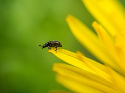 Ingyenes stockfotó beetle, makró, meligethes témában